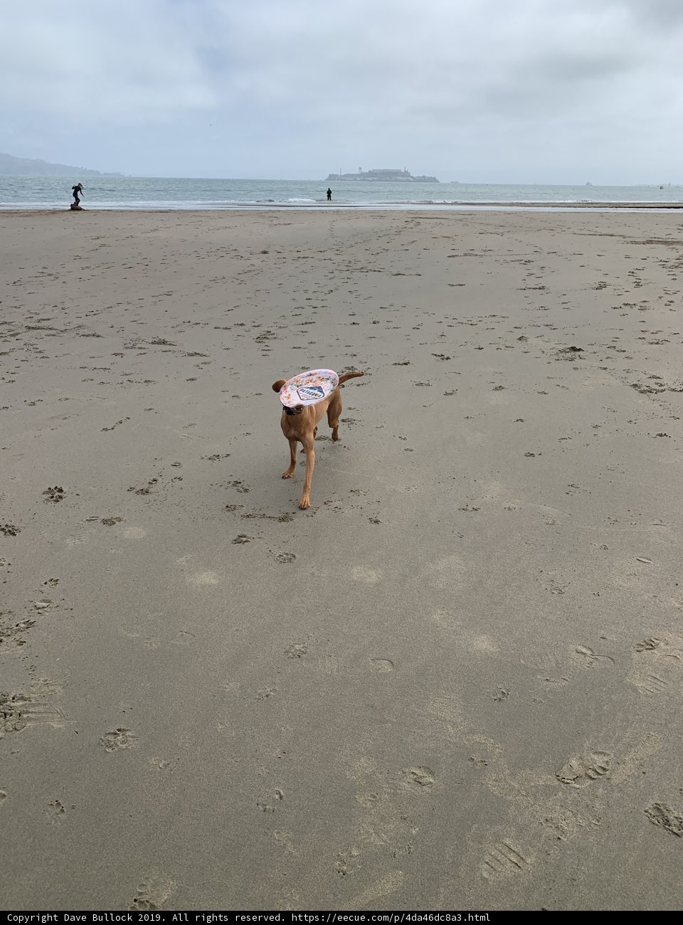 Beach Buddy
