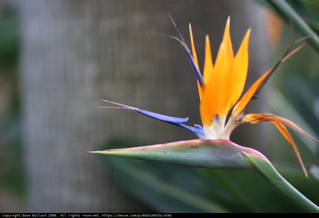 Bird of Paradise Bloom