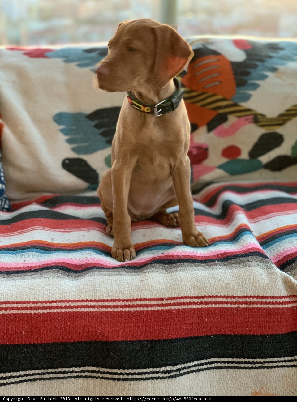 Cozy Canine Couch Companion