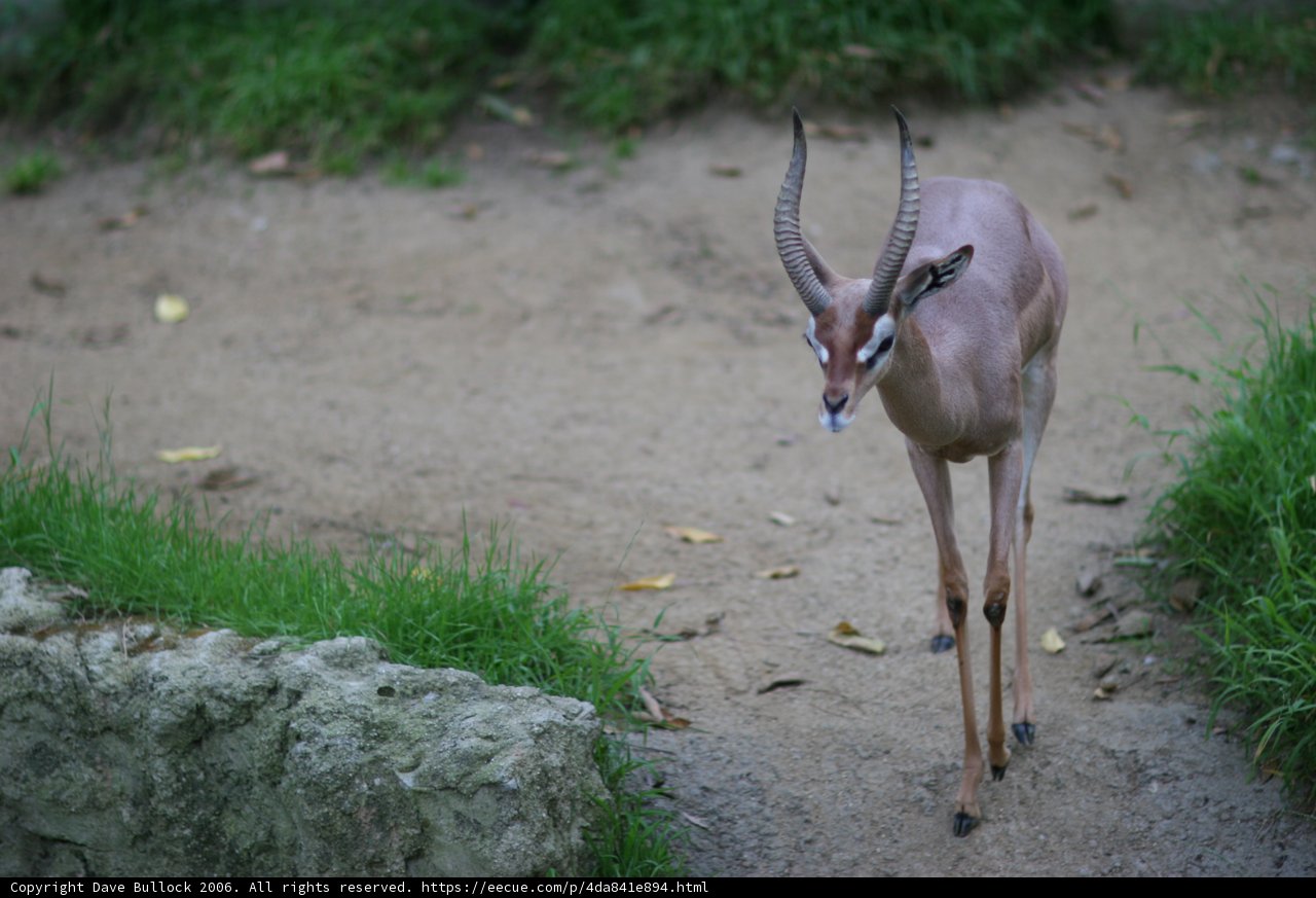 Majestic Gazelle on the Land