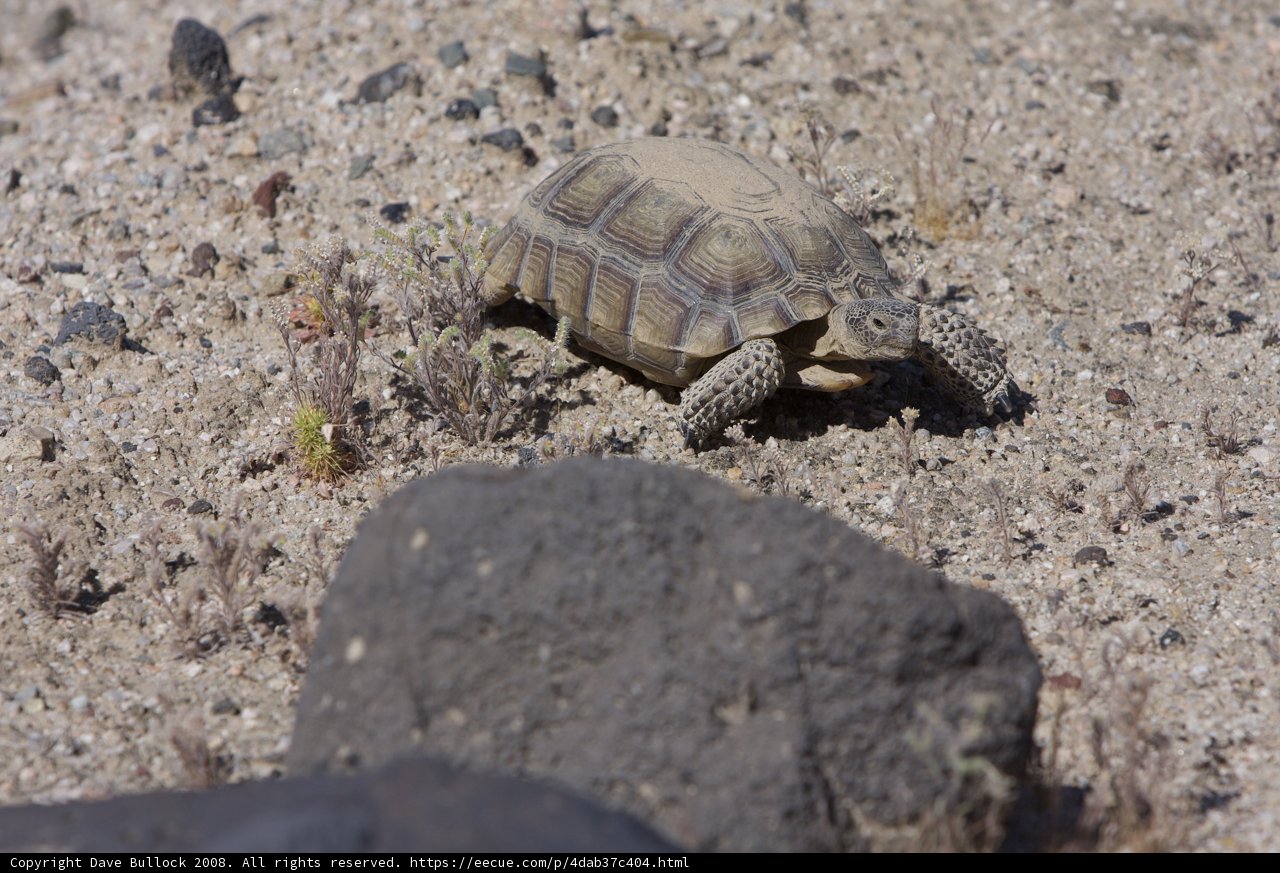 Desert Explorer: The Tortoise and the Rocks