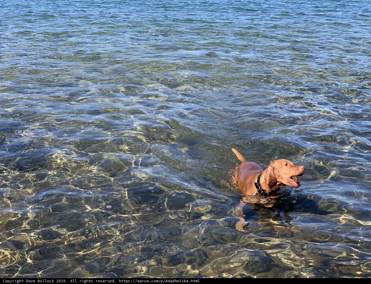 Puppy Paddle