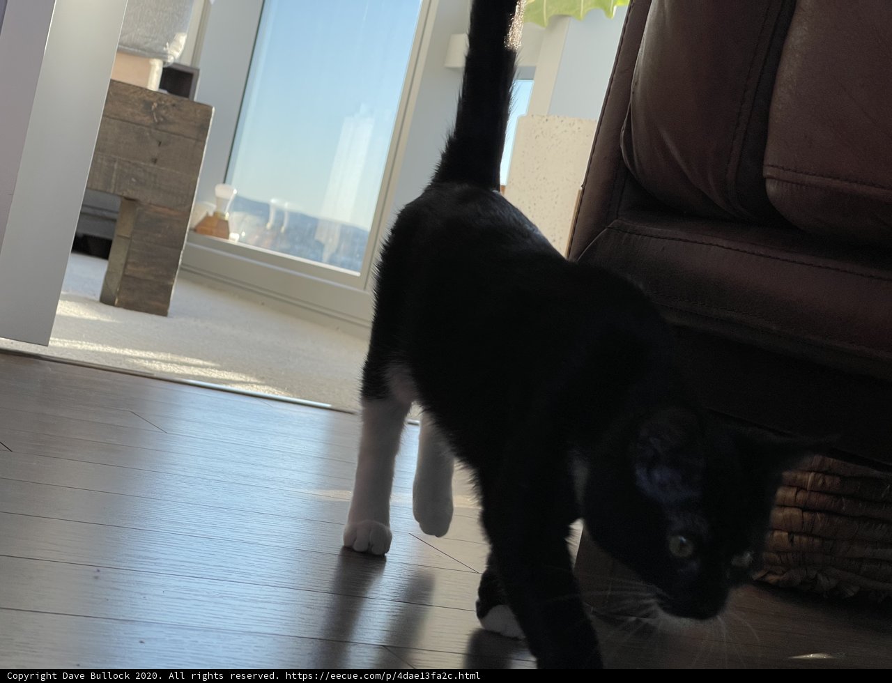 Majesty on Hardwood