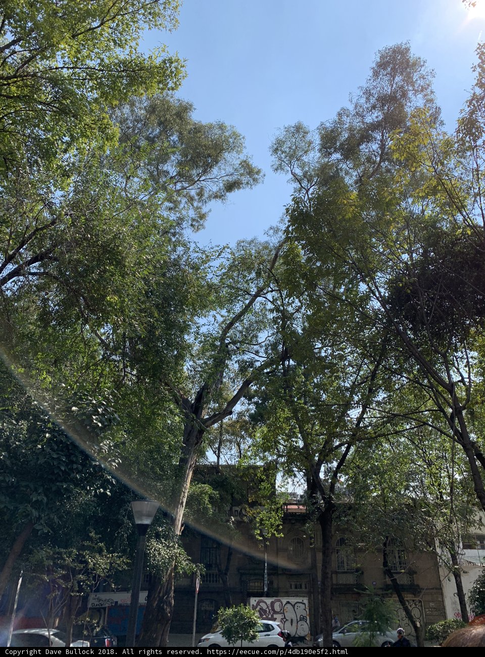 Sun-kissed Tree