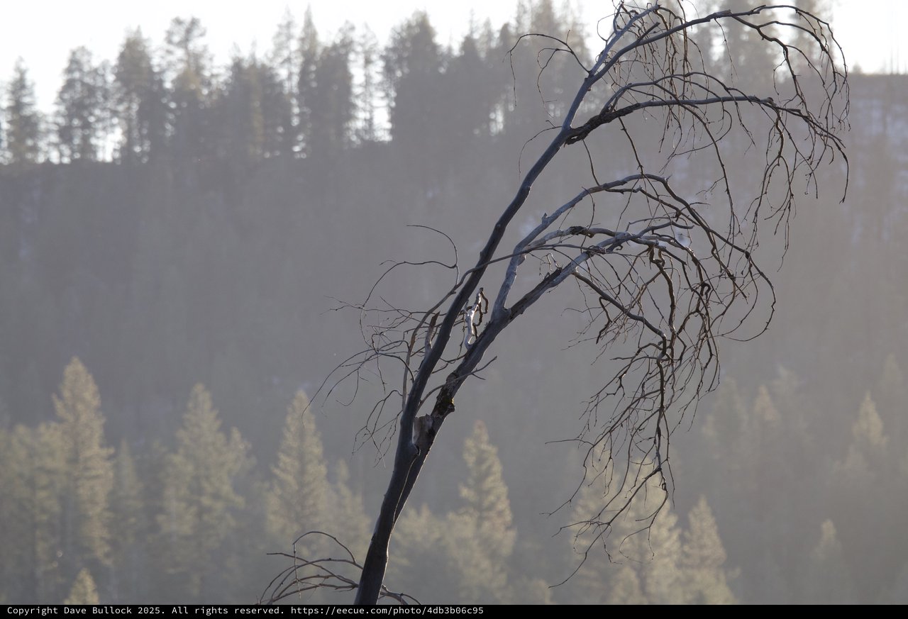 Burned Tree Silhouette Against Smoky Forest Backdrop
