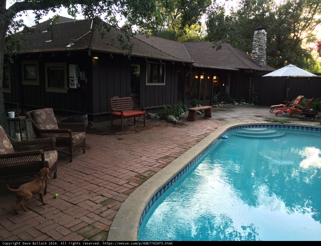 The Resort Life - A Canine's Paradise