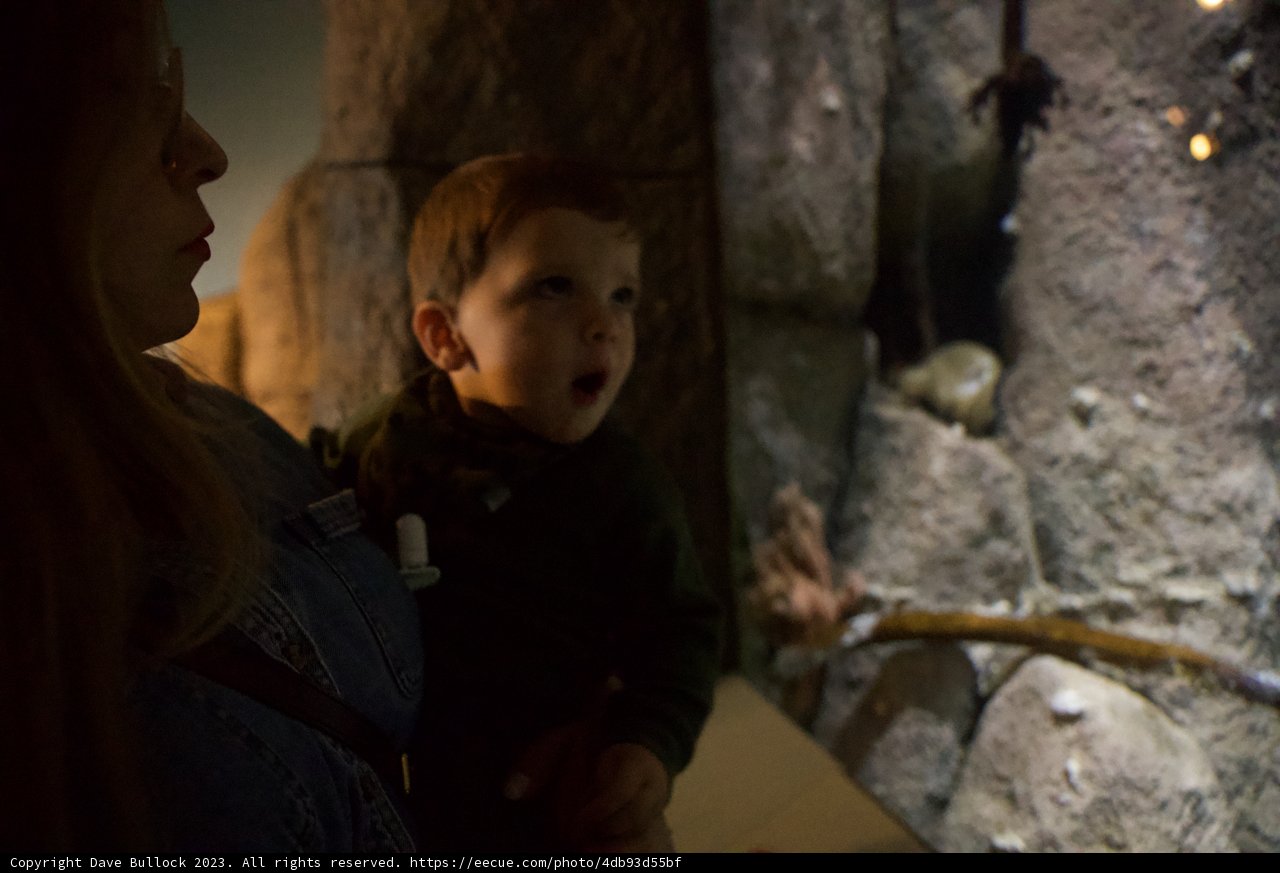 Discovering Nature's Marvels: A Day at the Monterey Bay Aquarium