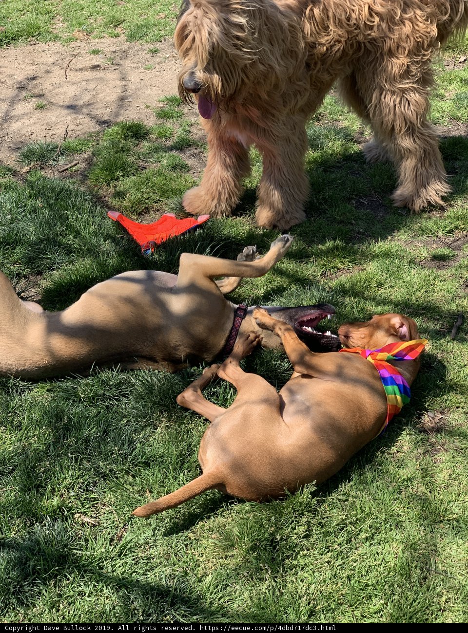 Playful Pups on a Sunny Day
