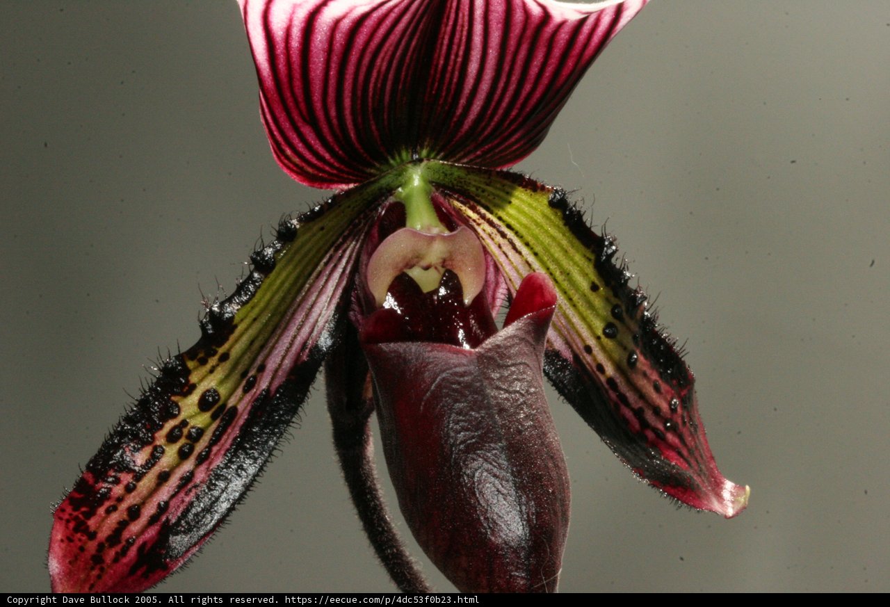 Striped Orchid Flower