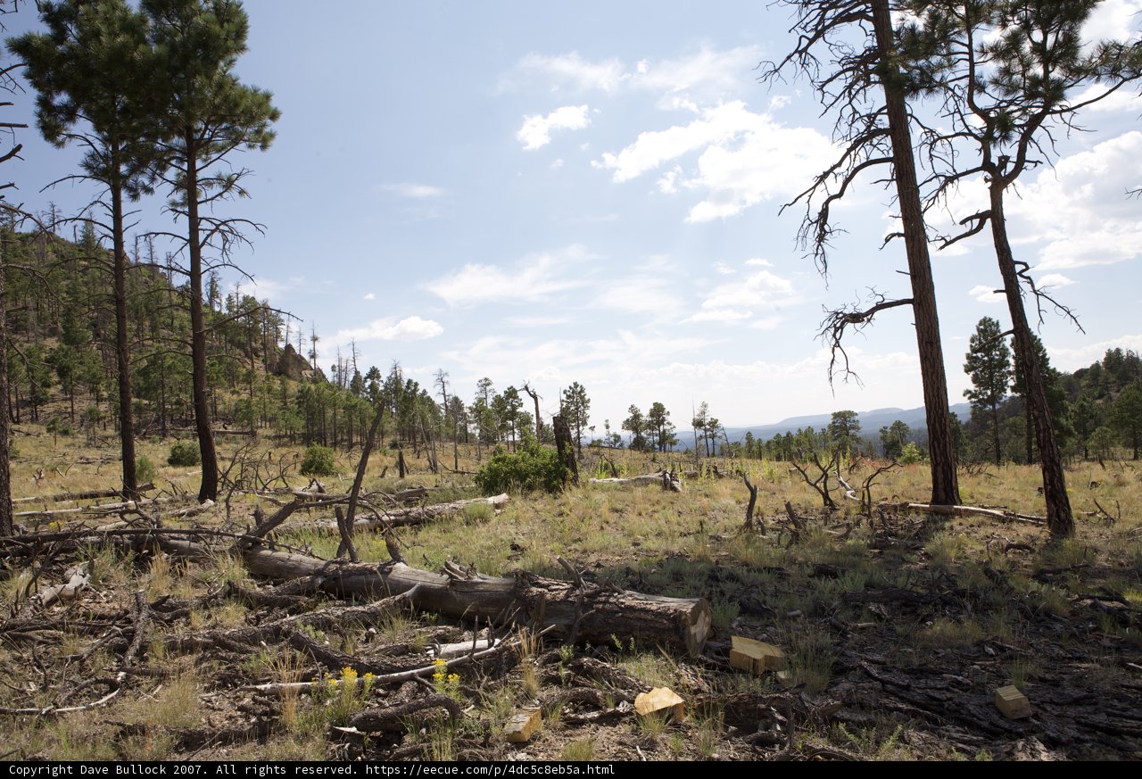 Majestic Trees in the Heart of the Wilderness