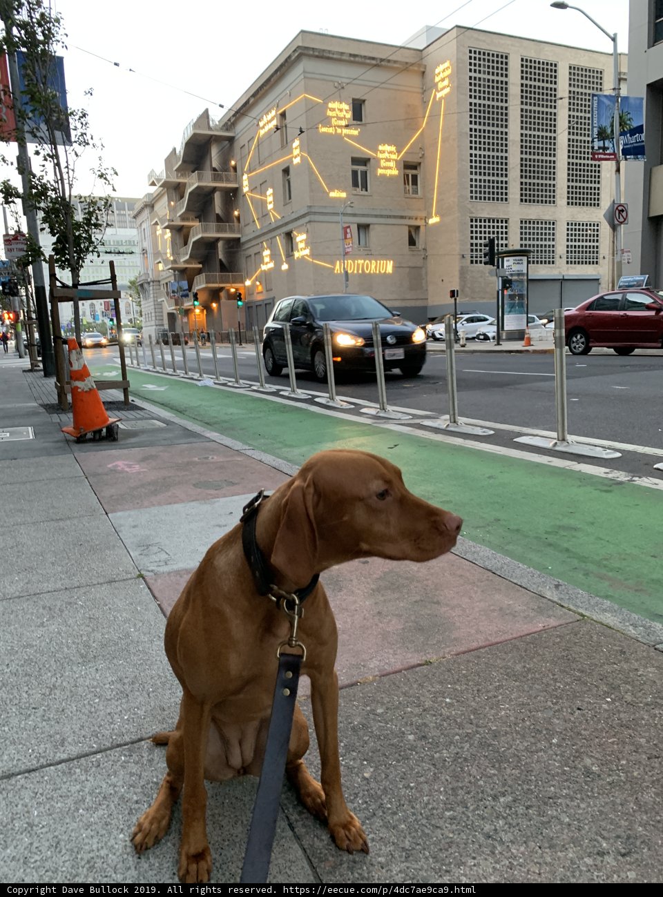 A Pooch in the City