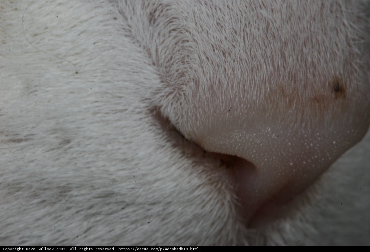 Snowy Sniffer