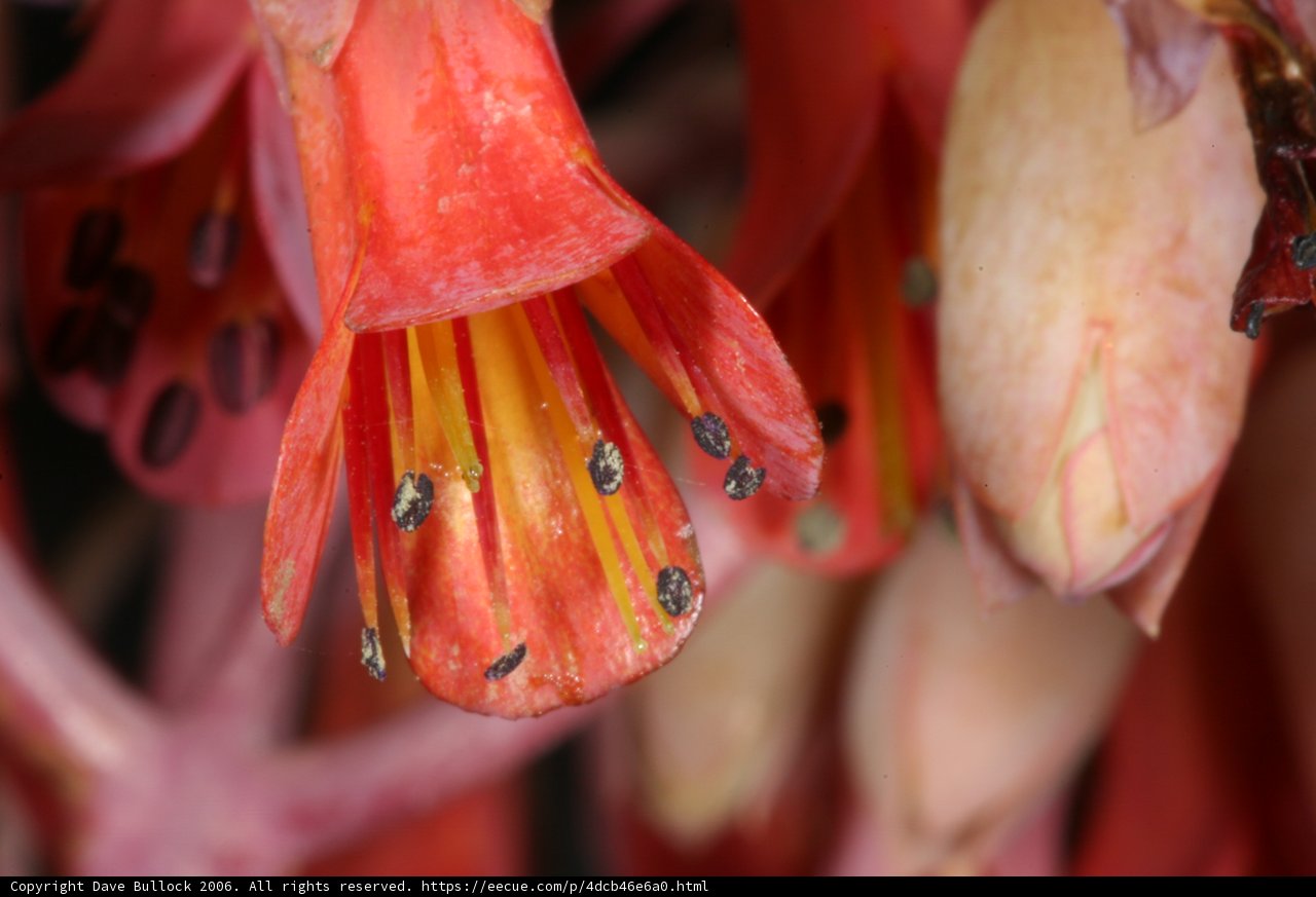 Beauty in Blooms