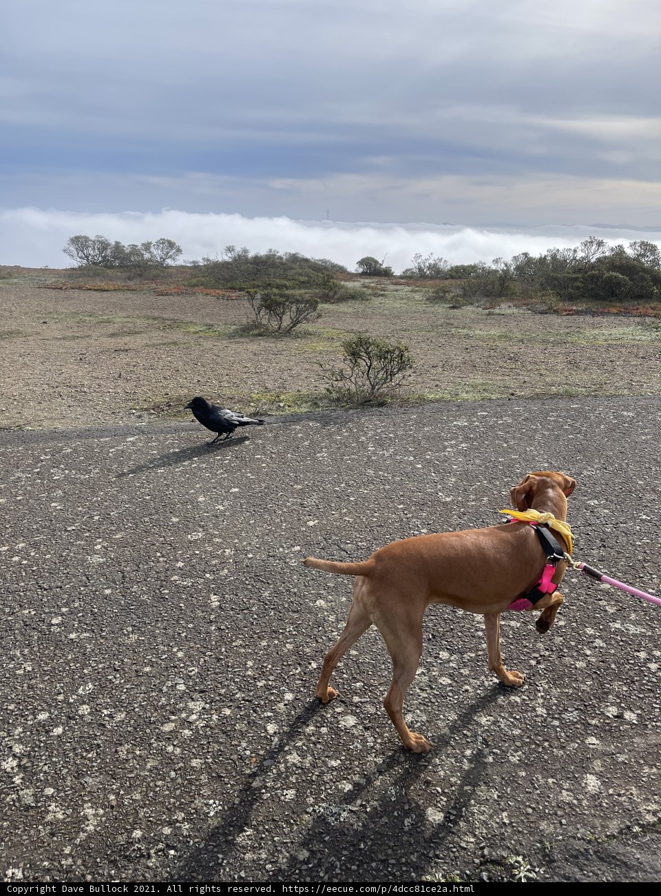 The Leashed Duo
