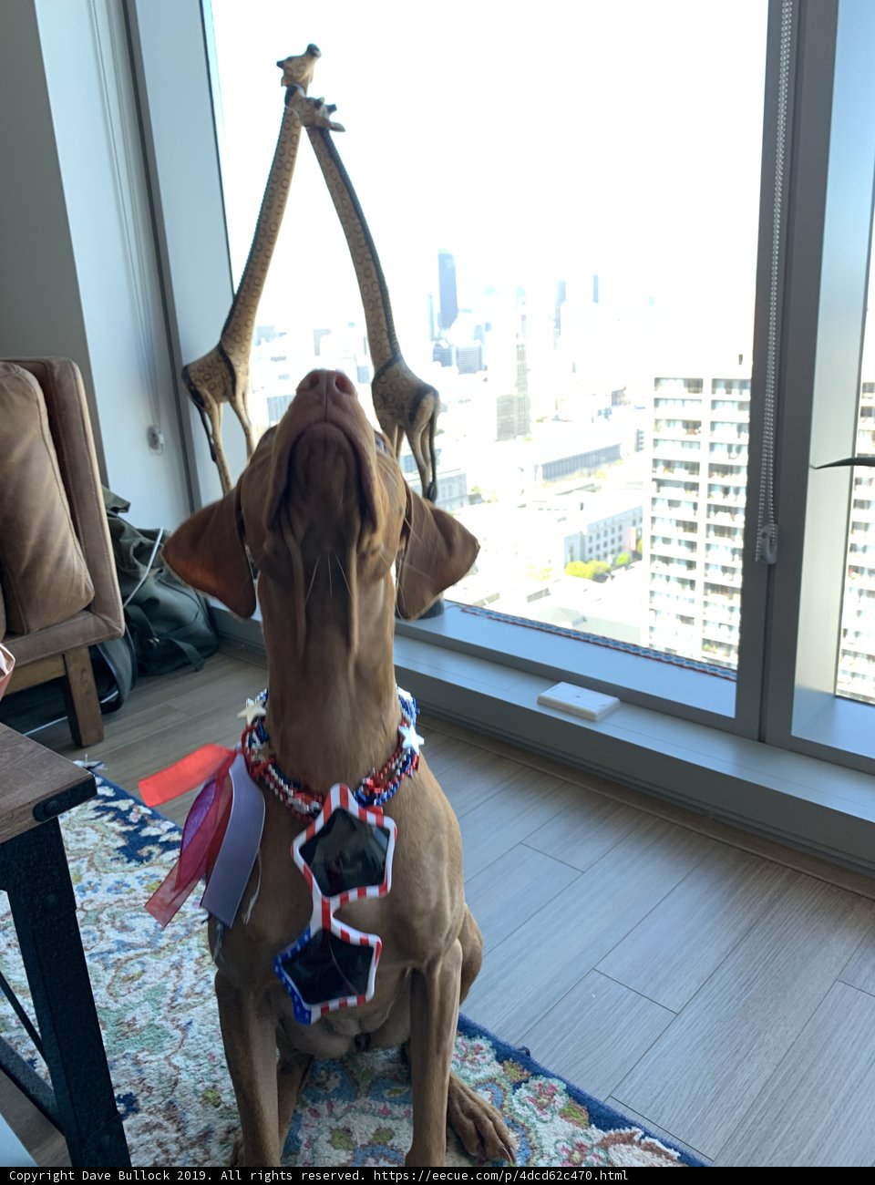 Patriotic Pup