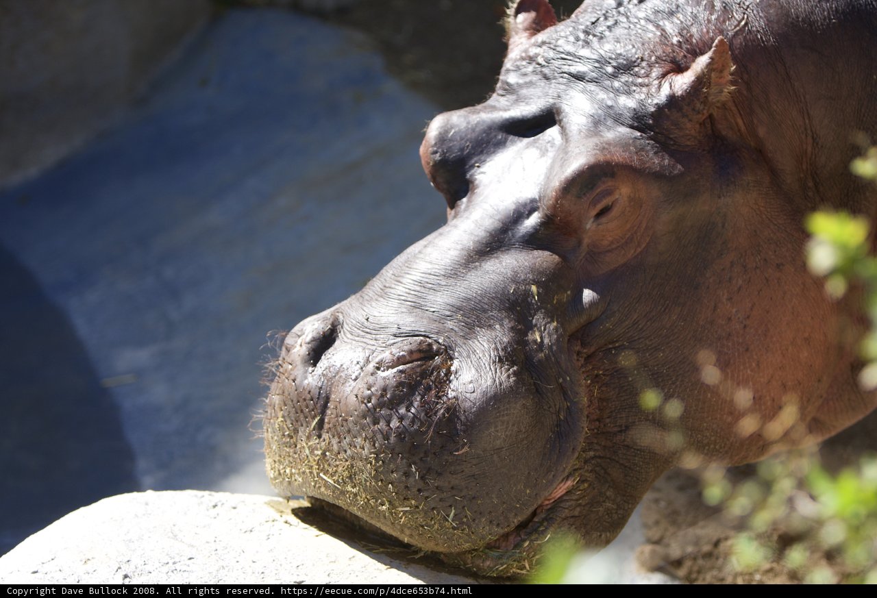 The Mighty Hippo
