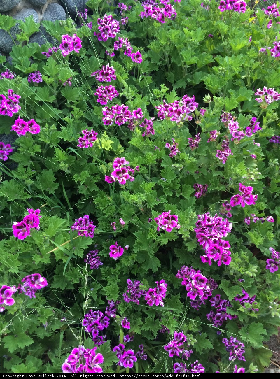 Foliage of Herbal Purple Flowers