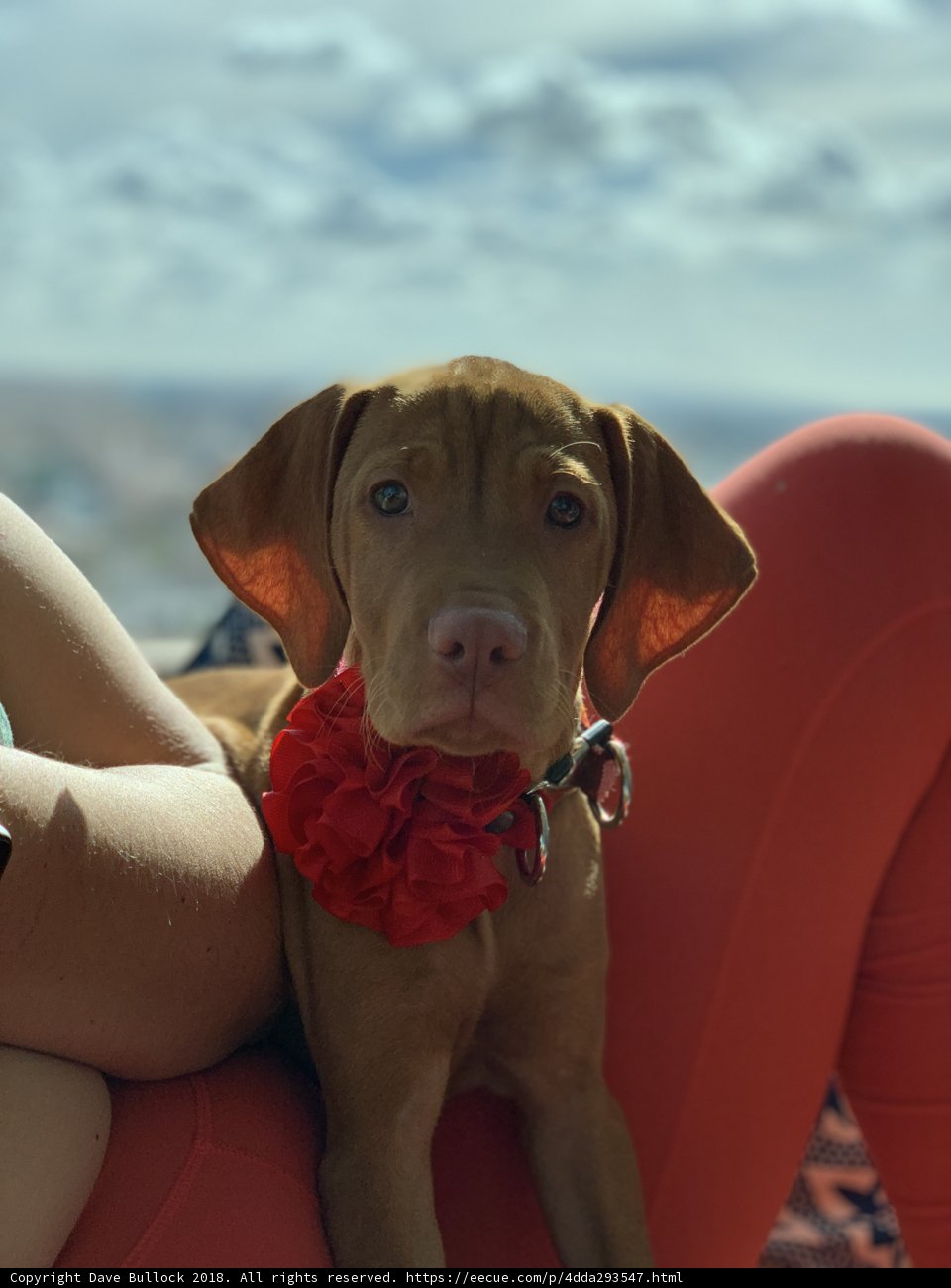 Relaxing with my Furry Companion