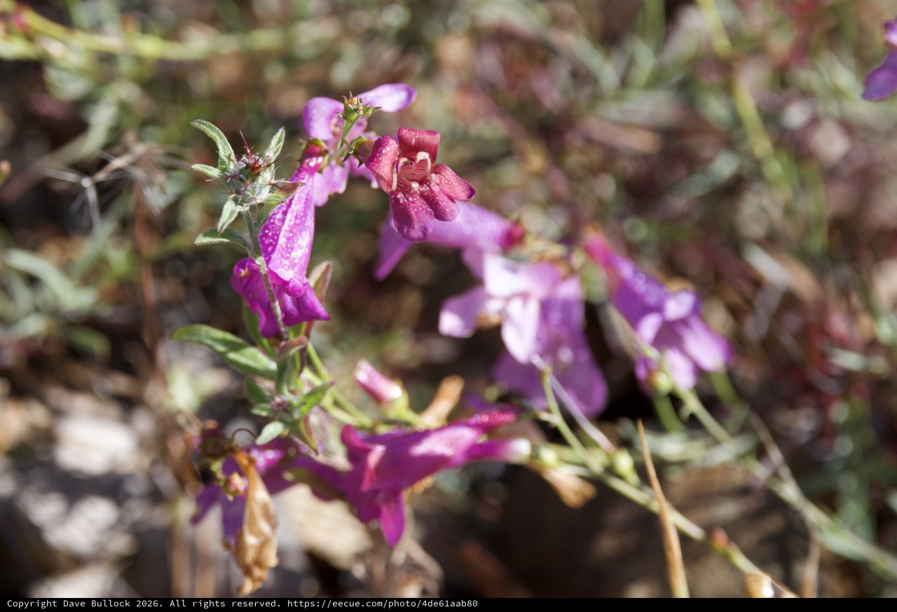 Vibrant Purple Penstemon Blooms at Mount Diablo