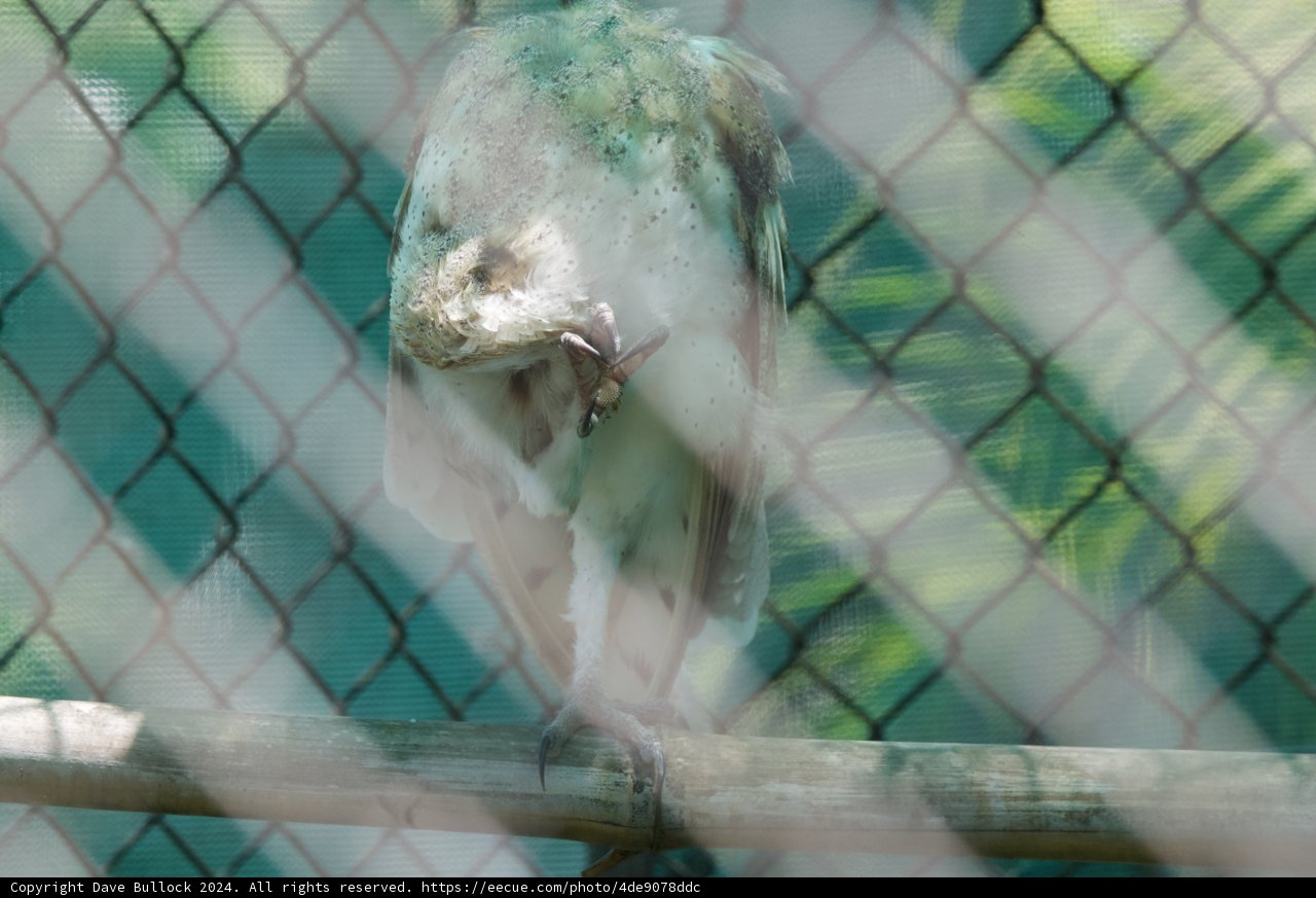 Captive Gaze: A Vulture at Honolulu Zoo