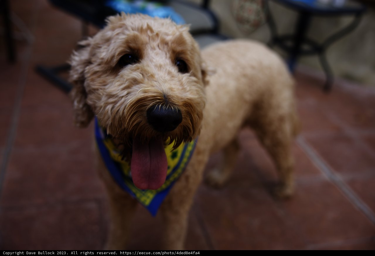Wesley's Birthday Bash: Star of the Show