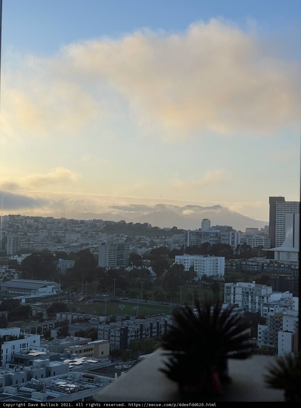 The Urban Jungle from Above