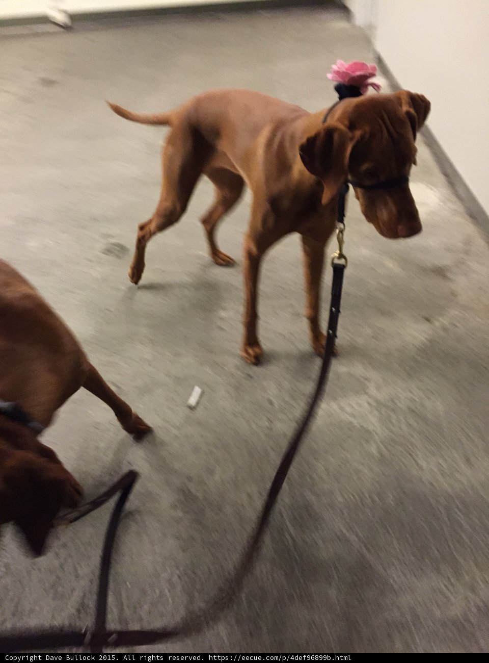Vizsla with Pink Flower