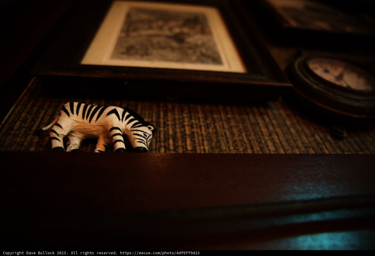 Zebra Time at Disneyland