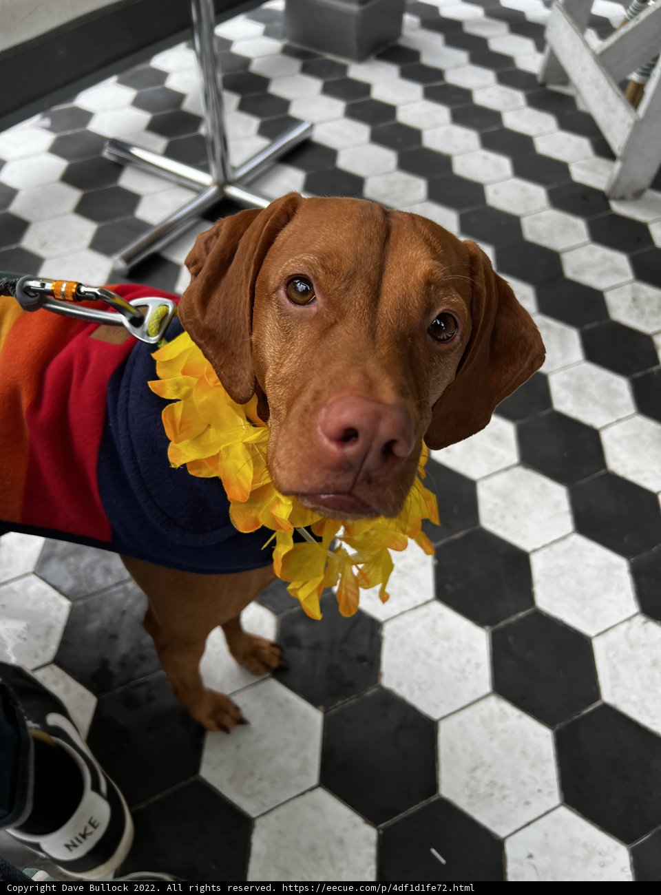 Fashionable Fido