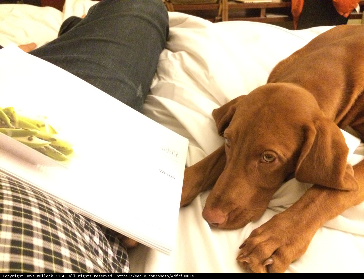 Canine Comfort