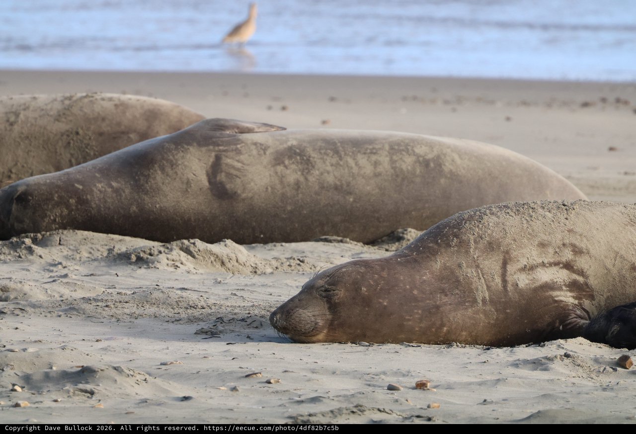 Elephant Seals Resting on Drakes Beach Sand