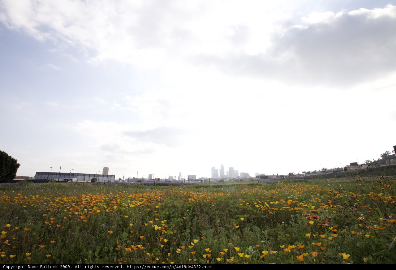 Urban Oasis