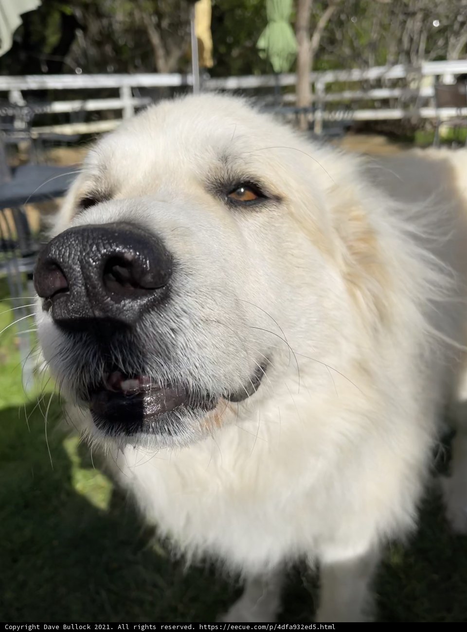 Majestic White Dog
