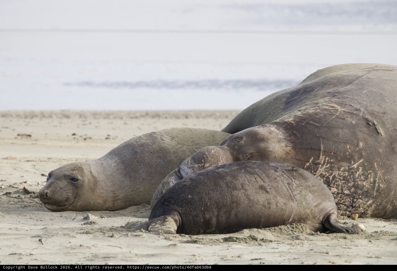 Elephant Seal Family Resting on Sandy Beach