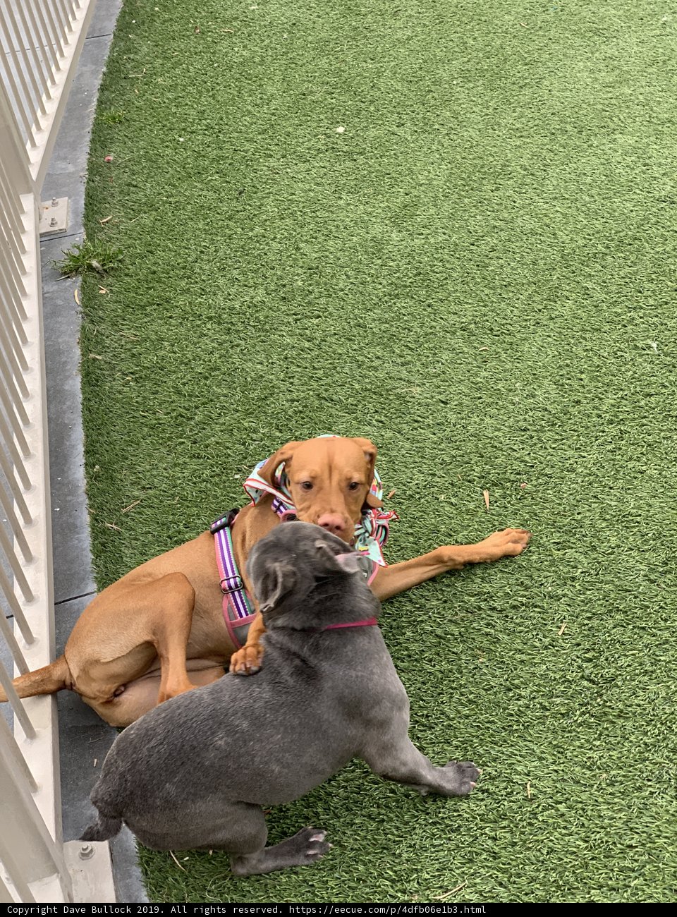 Paws and Playtime in the Grass