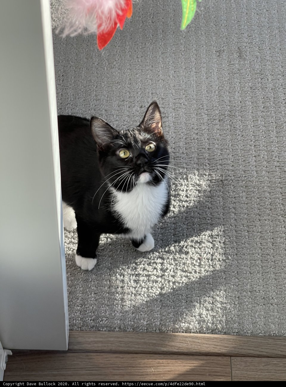 Manx Cat on Wooden Flooring