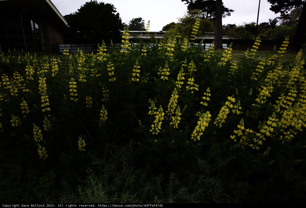 Beautiful Yellow Lupin at San Francisco Botanical Garden