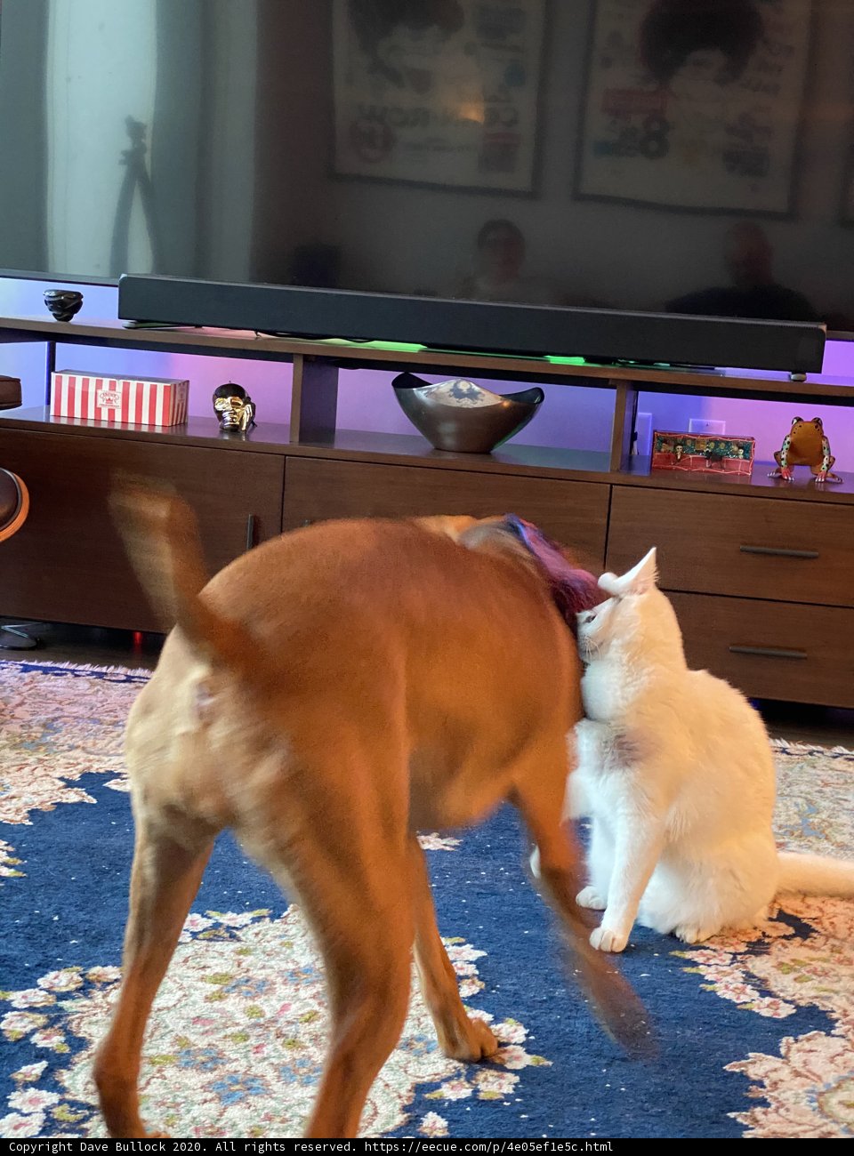 Furry Friends at Play