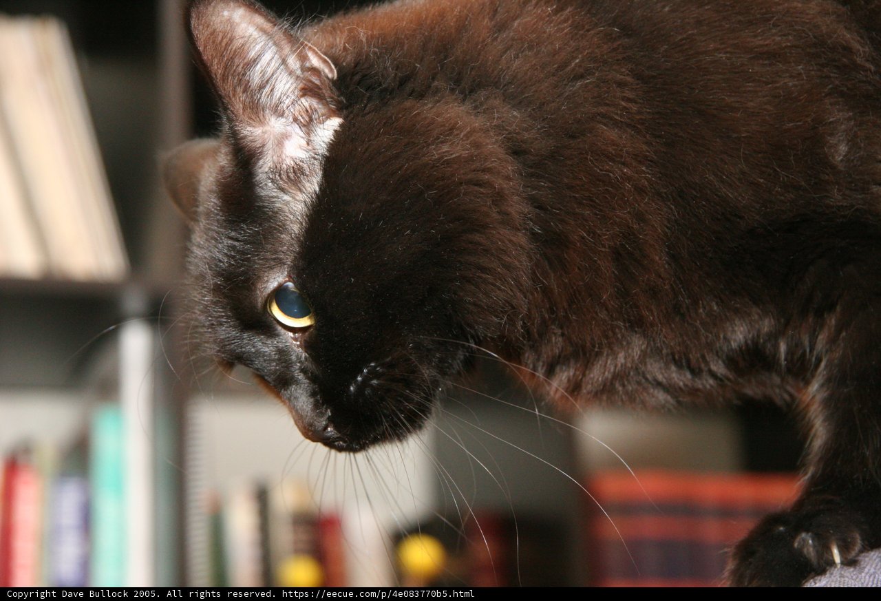 Library Companion