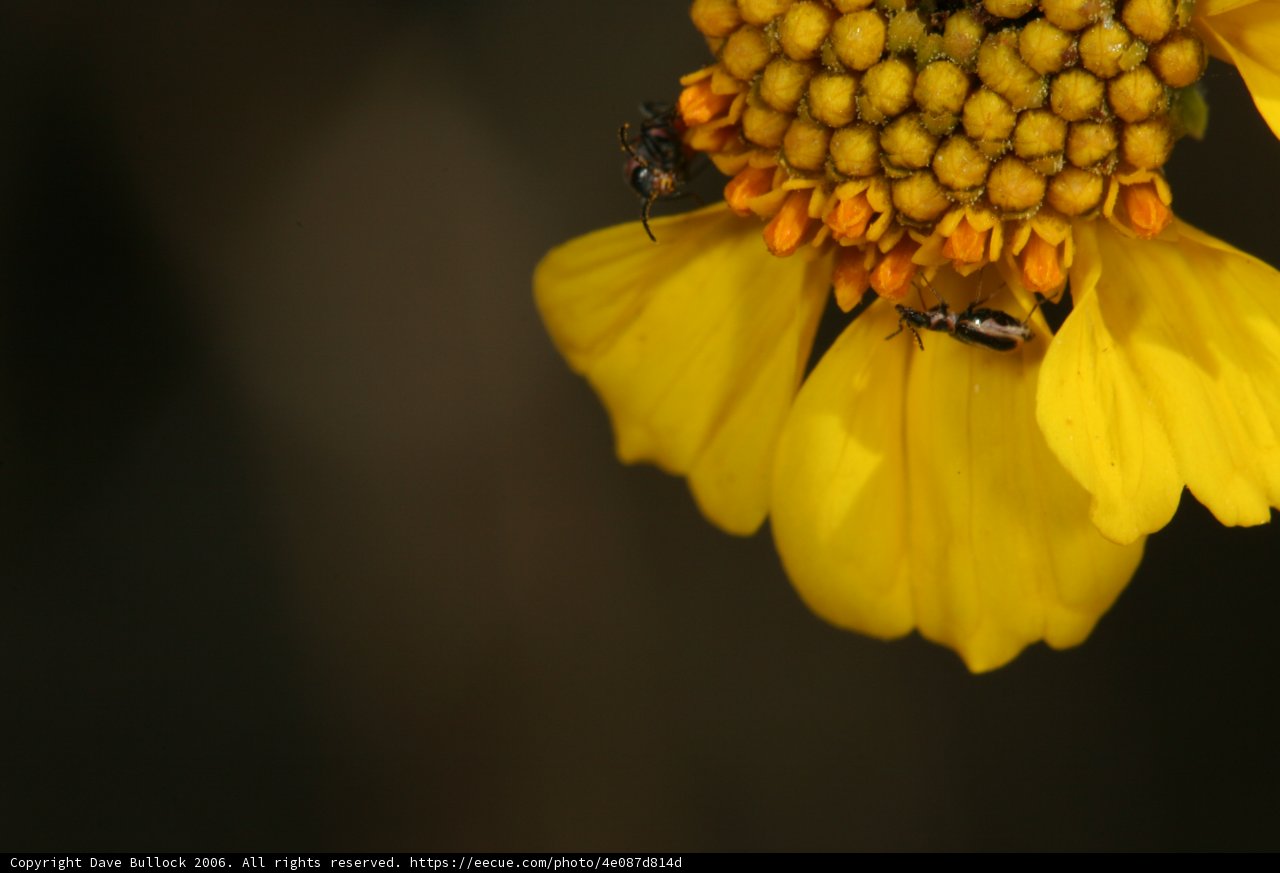 Busy Bees on a Sunny Flower