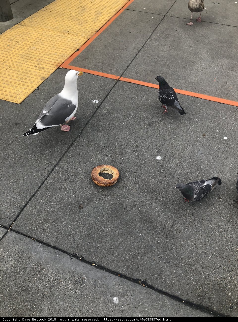Fowl Play