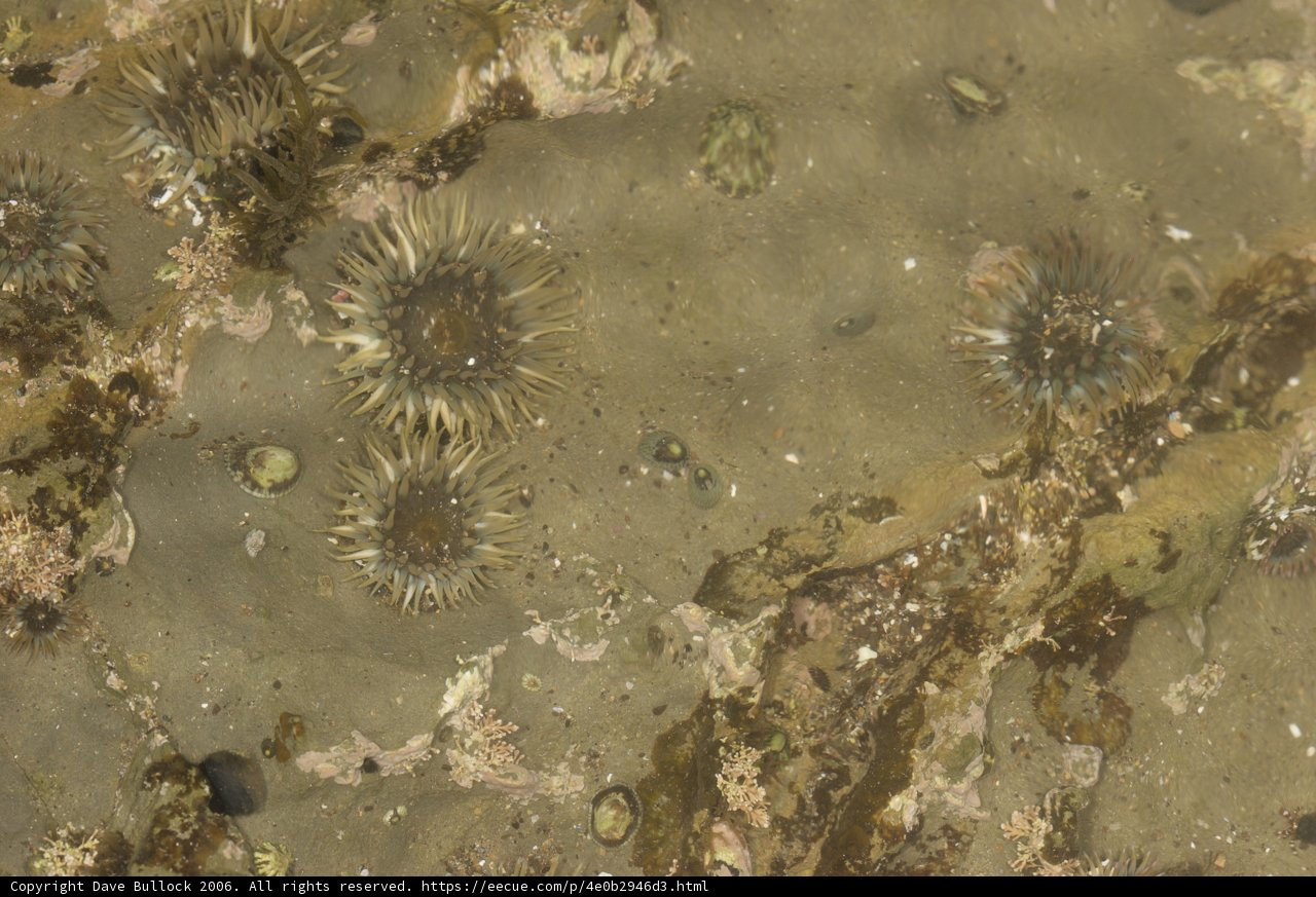 Gathering of Sea Urchins
