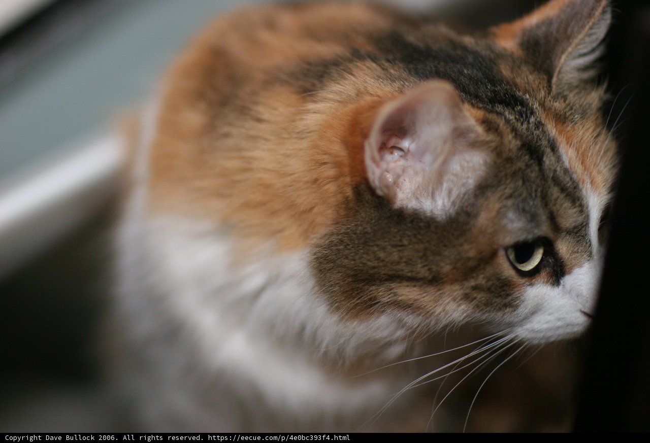 Window Watcher