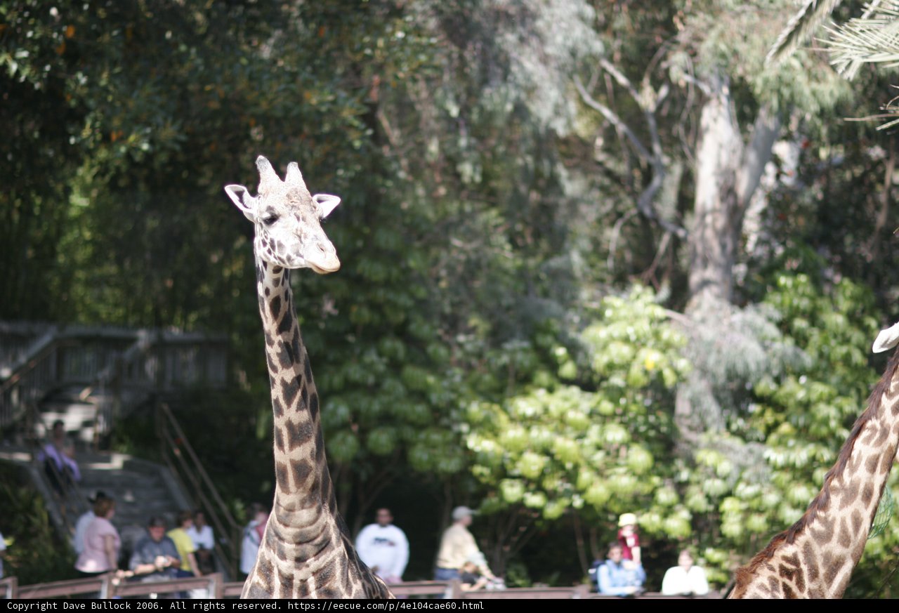 Giraffes in the Park