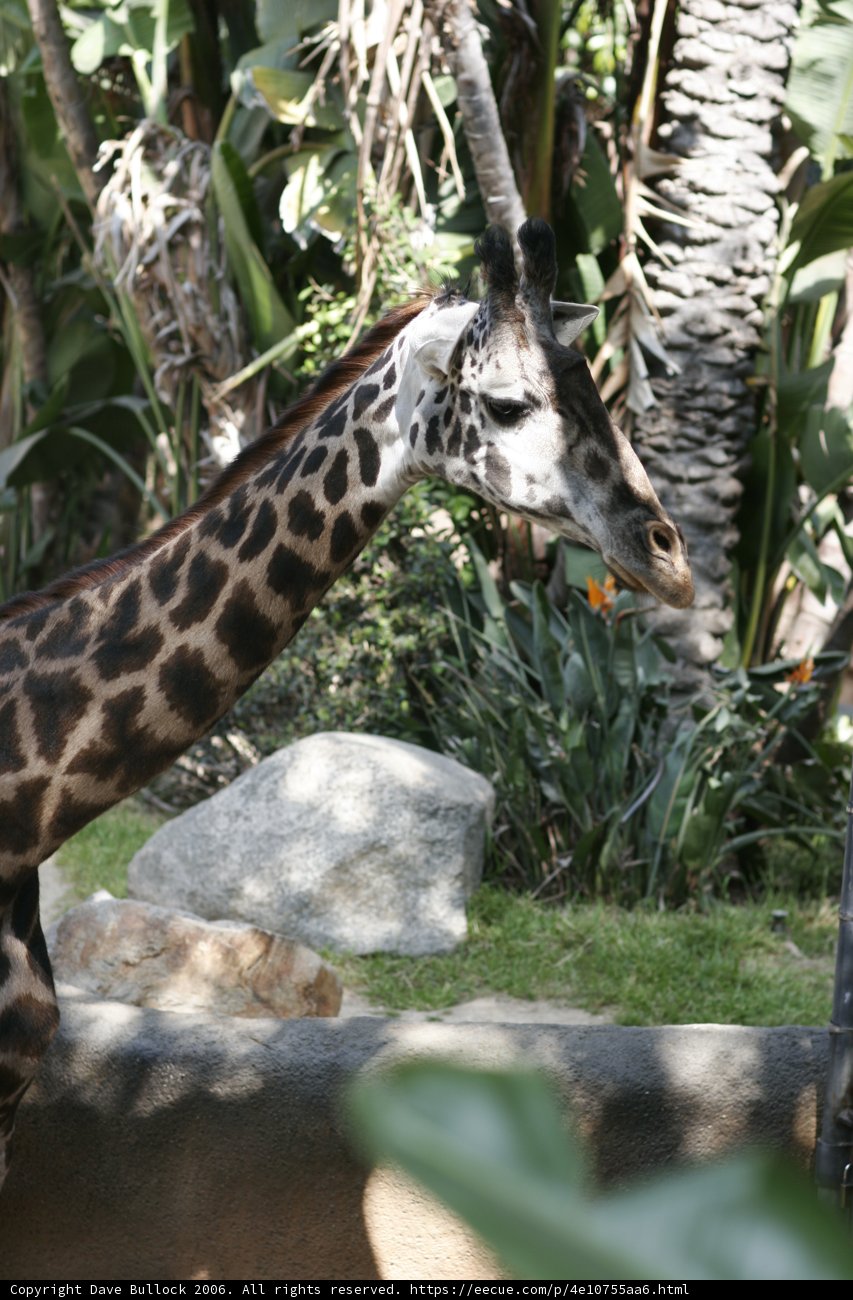 Majestic Giraffe Grazing in the Field