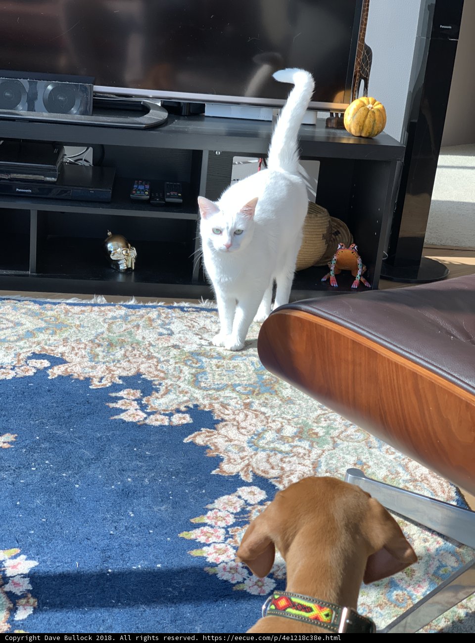 A Dog and Cat's Cozy Living Space