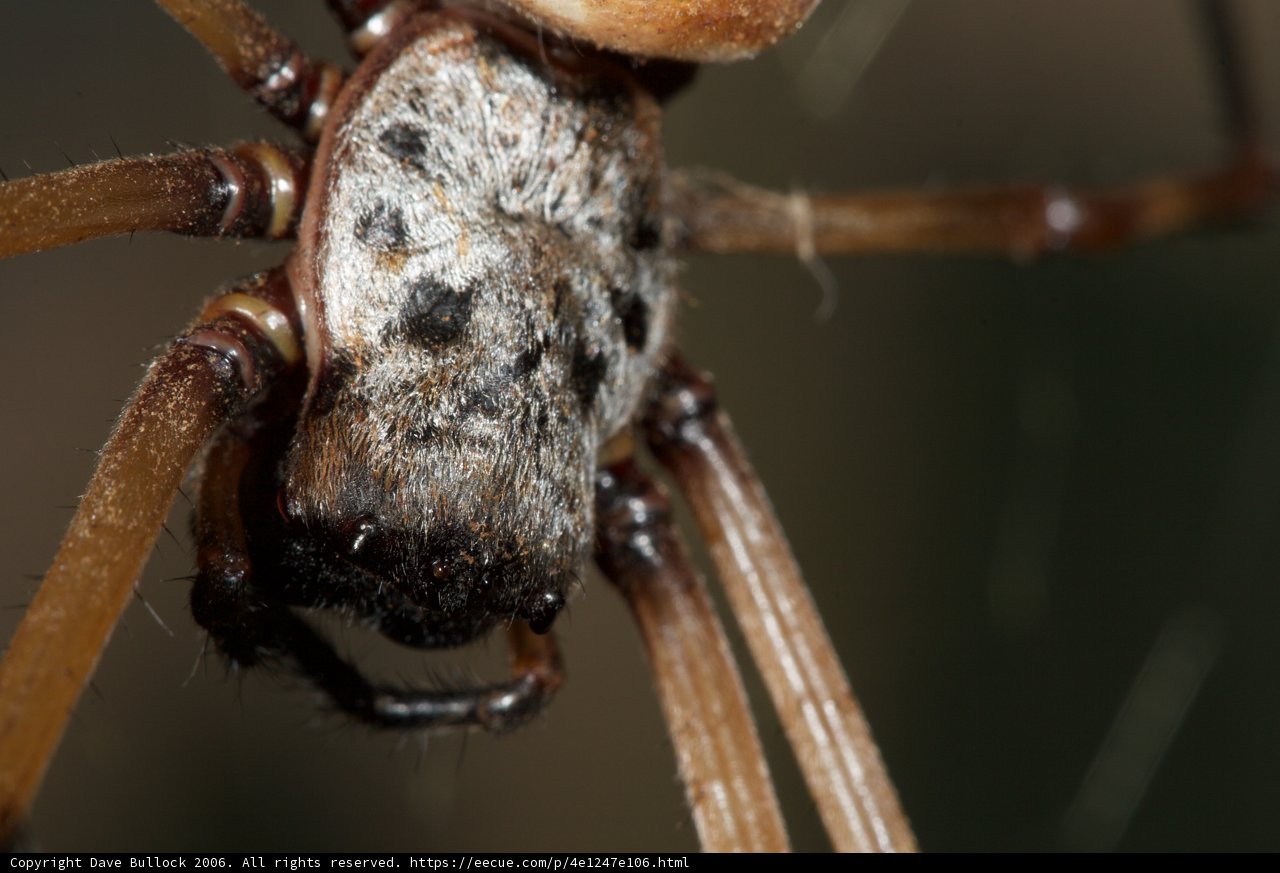 Up Close and Personal with a Garden Spider