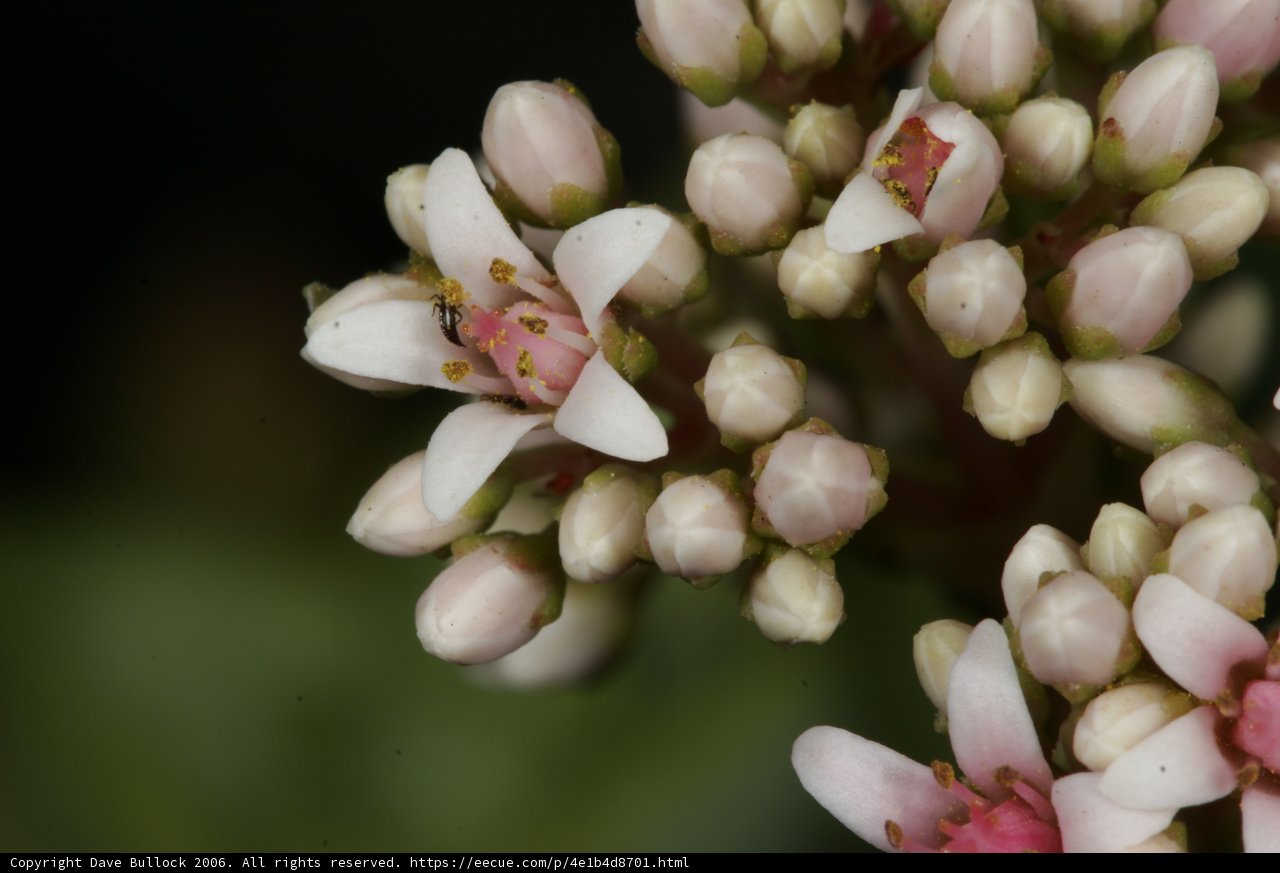 Beauty in Bloom