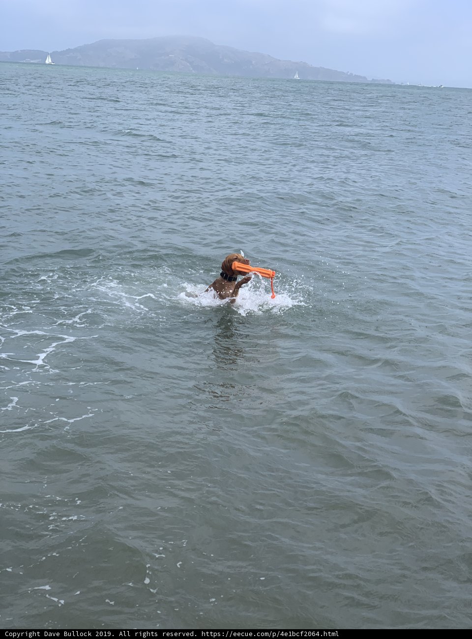 Frisbee Fun in the San Francisco Bay