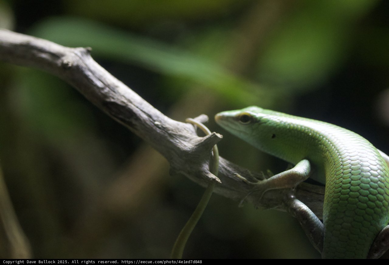 Verdant Encounter